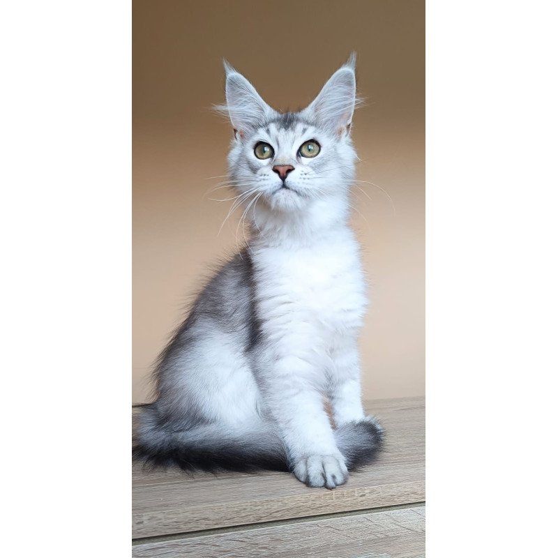 Maine Coon NOV Evana