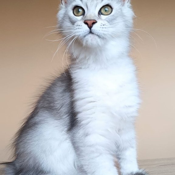 Maine Coon NOV Evana