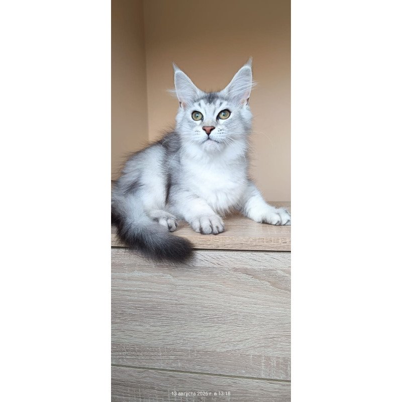 Maine Coon NOV Evana
