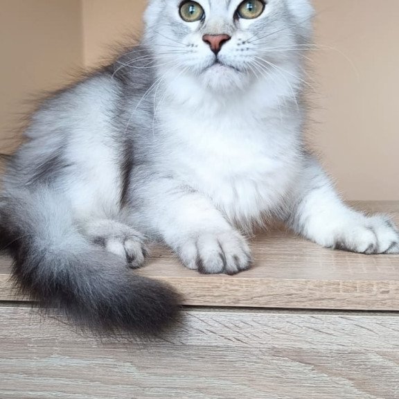 Maine Coon NOV Evana
