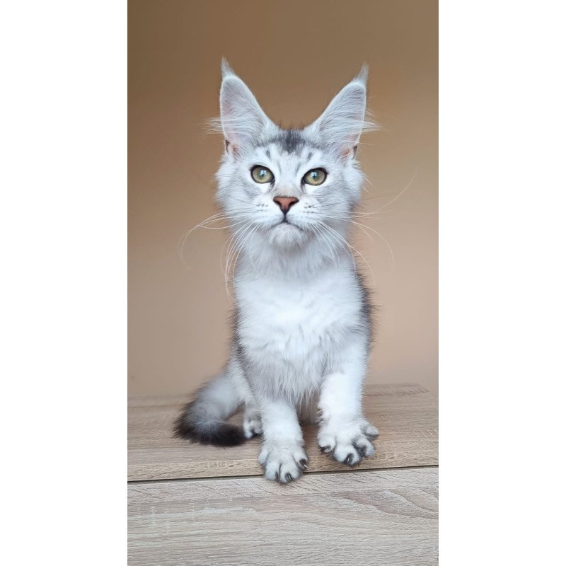 Maine Coon NOV Evana