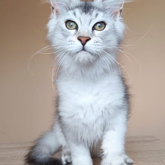 Maine Coon NOV Evana