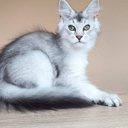 Maine Coon NOV Evana