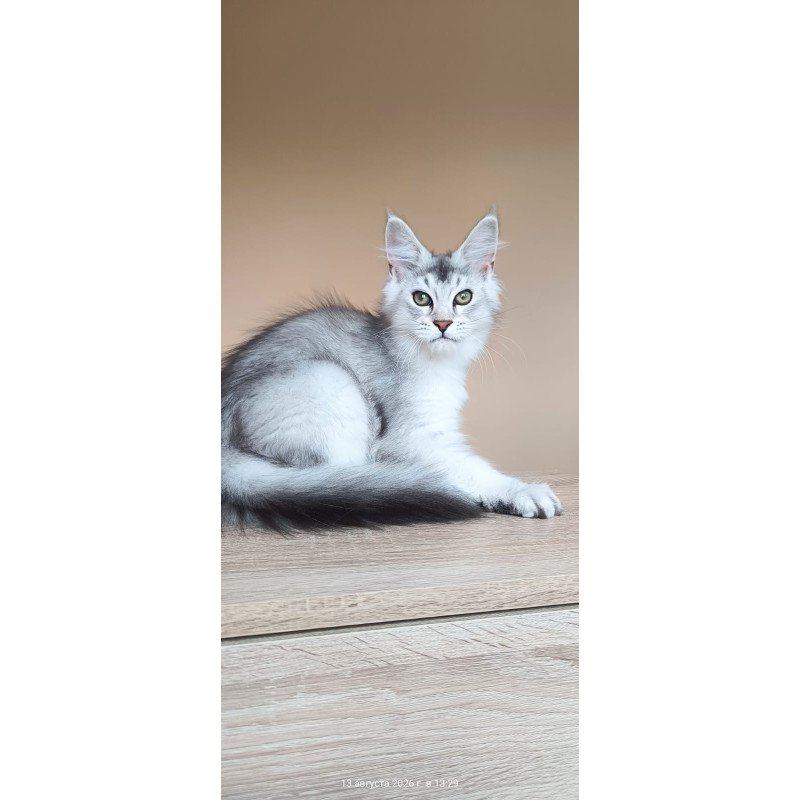 Maine Coon NOV Evana