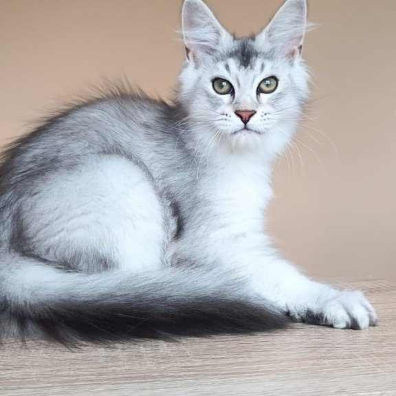 Maine Coon NOV Evana