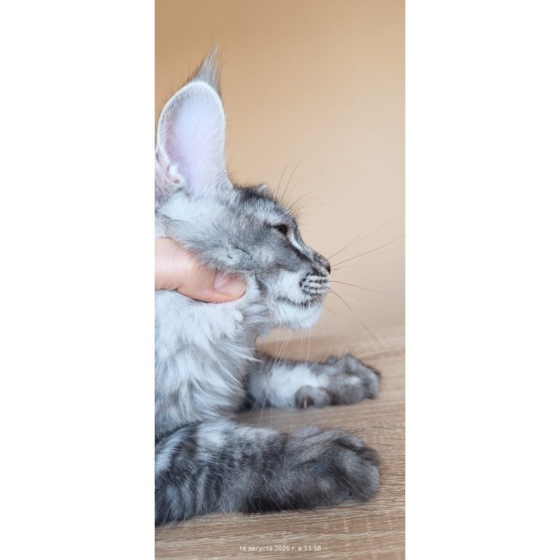 Maine Coon NOV Darsia