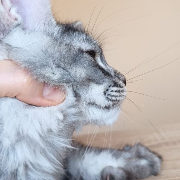 Maine Coon NOV Darsia