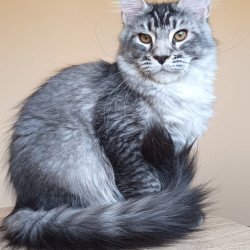 Maine Coon NOV Darsia