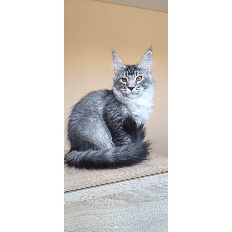 Maine Coon NOV Darsia