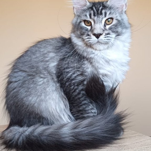 Maine Coon NOV Darsia