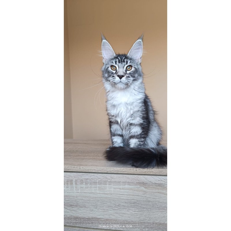 Maine Coon NOV Darsia