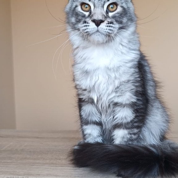 Maine Coon NOV Darsia