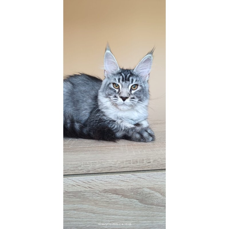 Maine Coon NOV Darsia