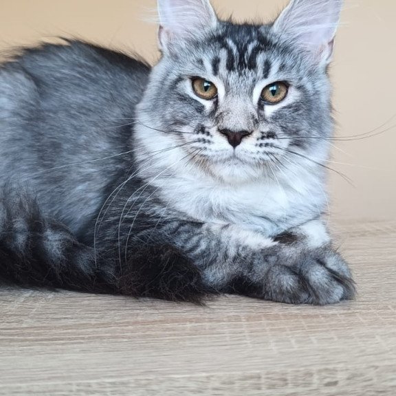 Maine Coon NOV Darsia