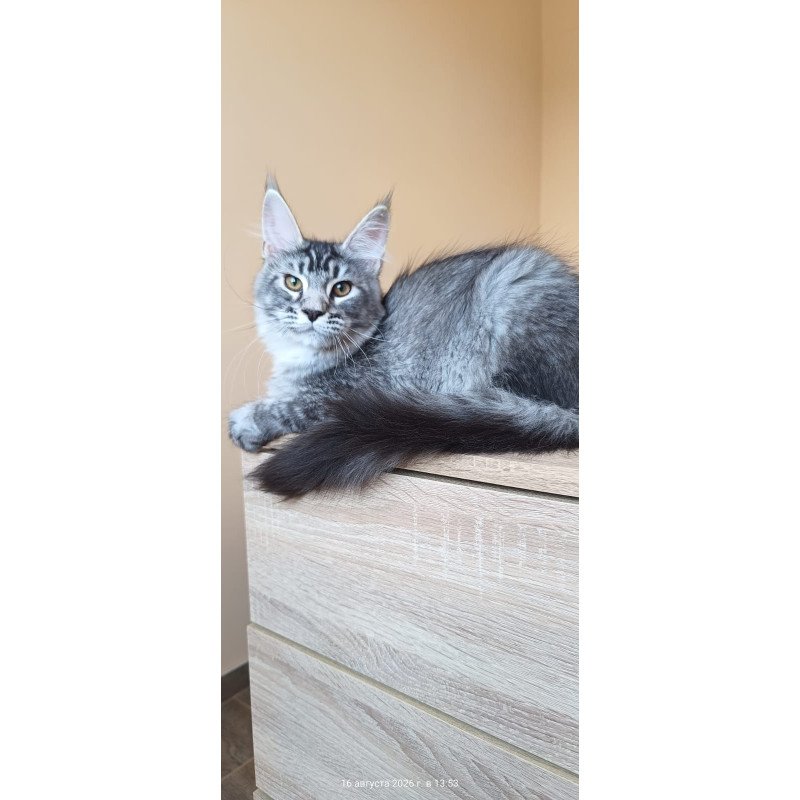 Maine Coon NOV Darsia