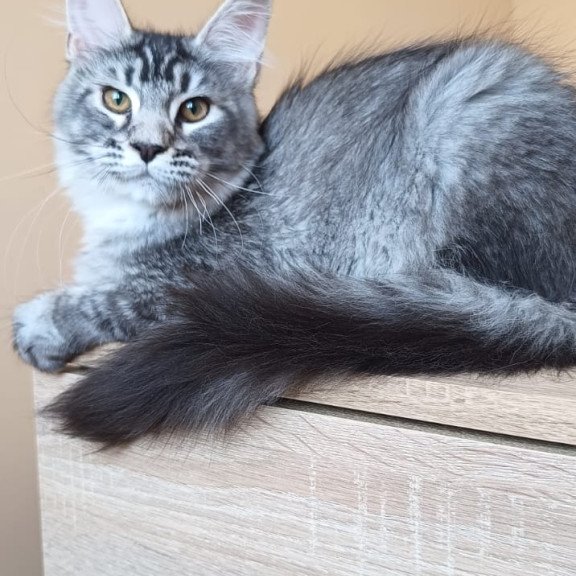 Maine Coon NOV Darsia