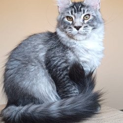 Maine Coon NOV Darsia