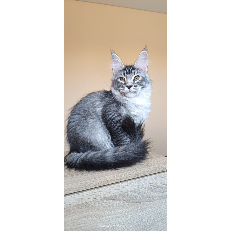 Maine Coon NOV Darsia
