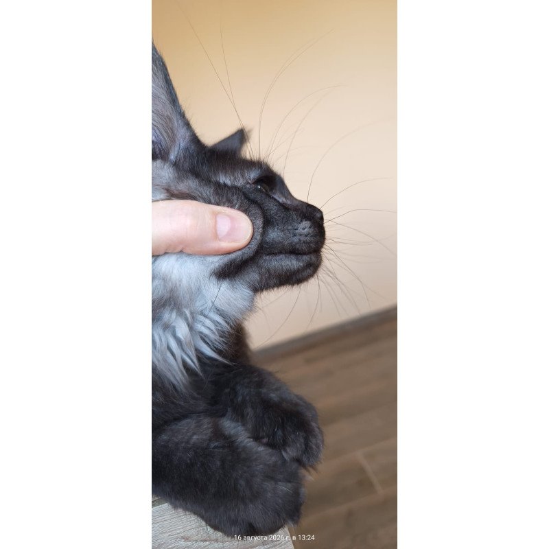 Maine Coon NOV Dalaina