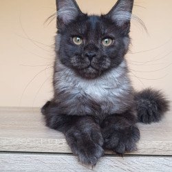 Maine Coon NOV Dalaina
