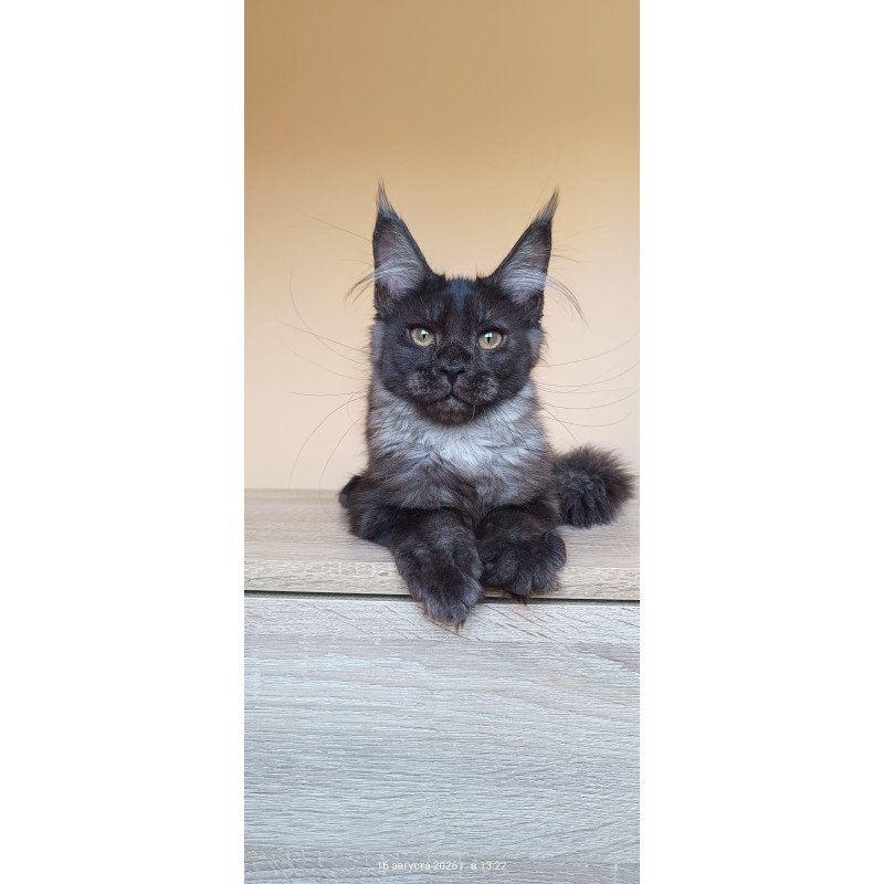 Maine Coon NOV Dalaina