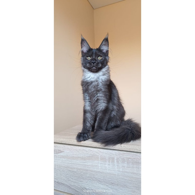 Maine Coon NOV Dalaina