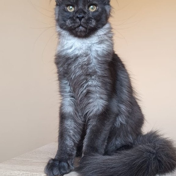 Maine Coon NOV Dalaina