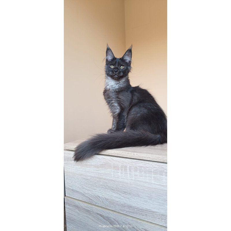 Maine Coon NOV Dalaina
