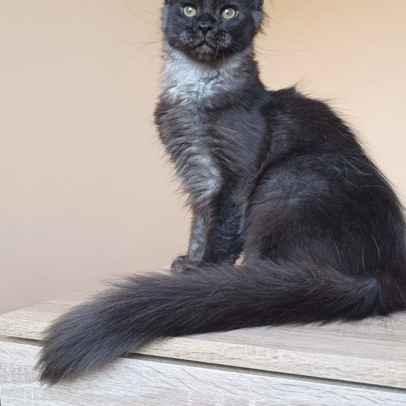 Maine Coon NOV Dalaina