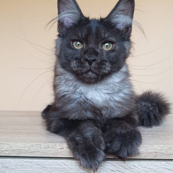 Maine Coon NOV Dalaina