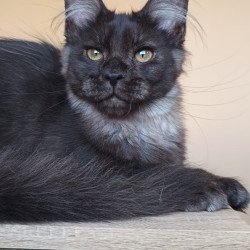 Maine Coon NOV Dalaina