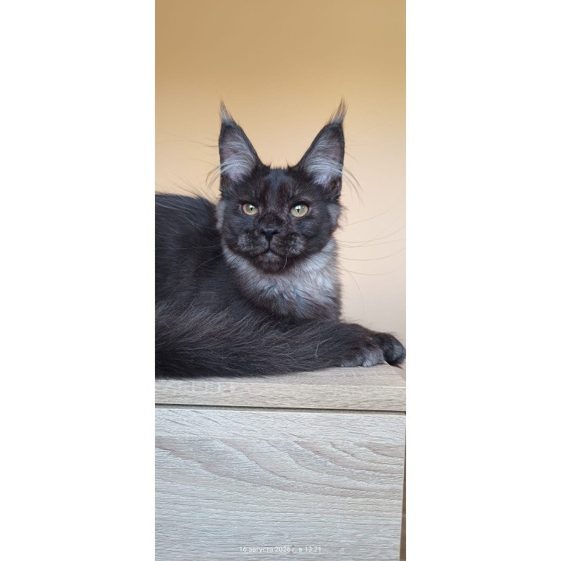 Maine Coon NOV Dalaina