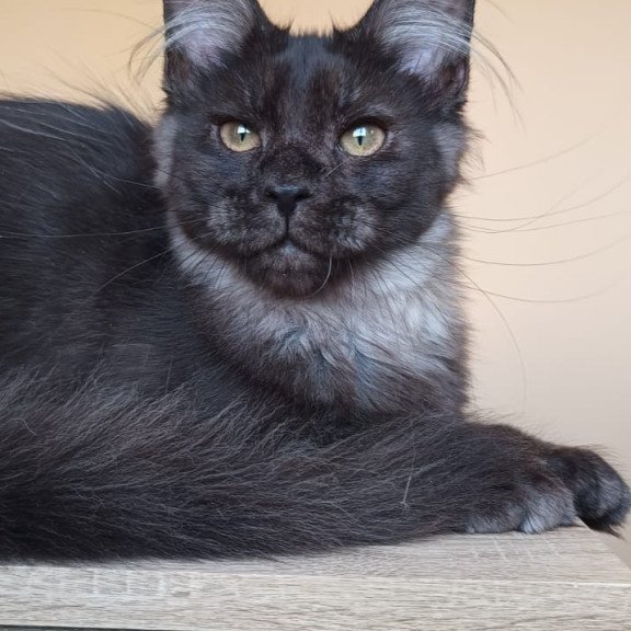 Maine Coon NOV Dalaina