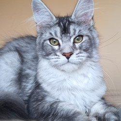 Maine Coon NOV Danessa