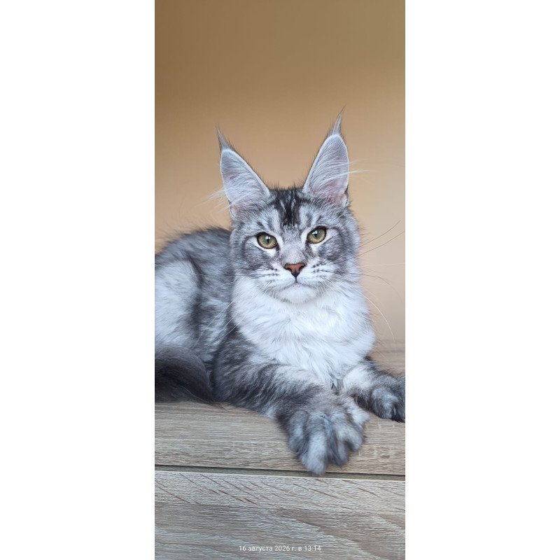 Maine Coon NOV Danessa