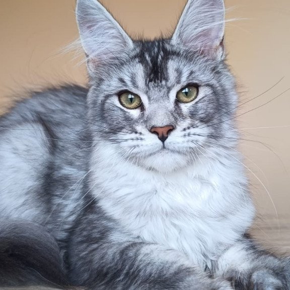 Maine Coon NOV Danessa
