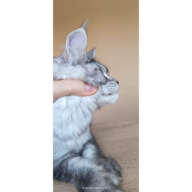 Maine Coon NOV Danessa