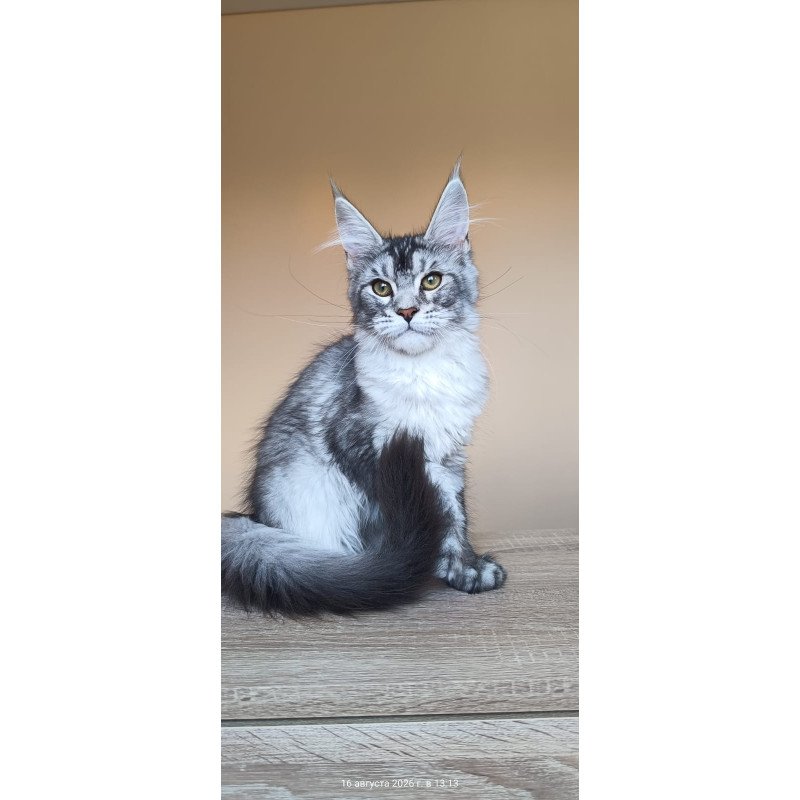 Maine Coon NOV Danessa
