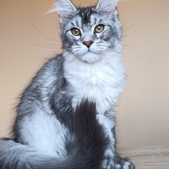 Maine Coon NOV Danessa