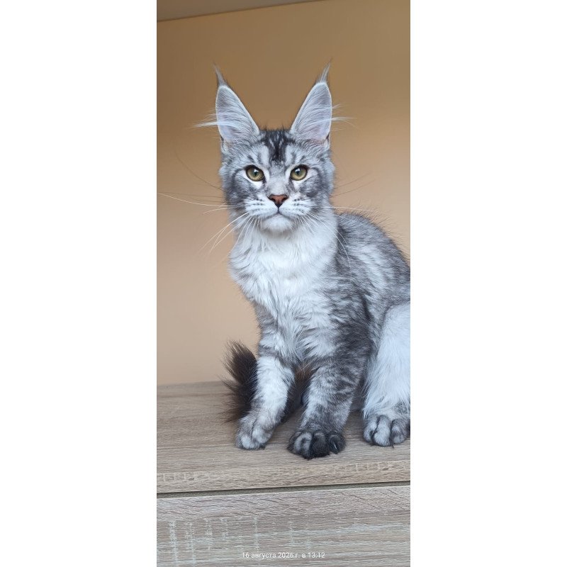 Maine Coon NOV Danessa