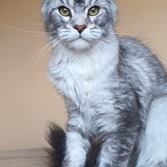 Maine Coon NOV Danessa
