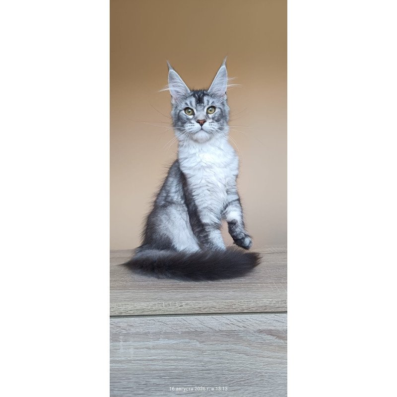 Maine Coon NOV Danessa