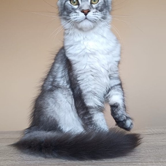 Maine Coon NOV Danessa