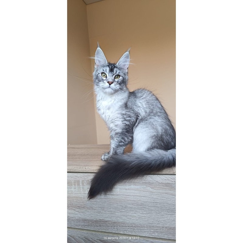 Maine Coon NOV Danessa