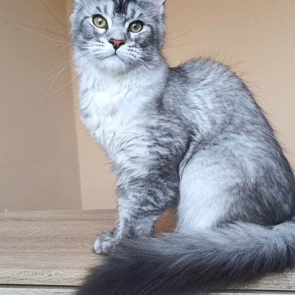 Maine Coon NOV Danessa