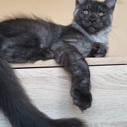 Maine Coon NOV Dixon