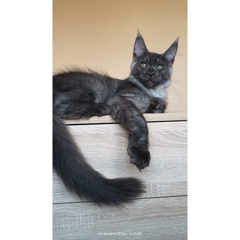 Maine Coon NOV Dixon