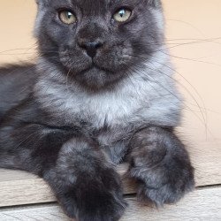 Maine Coon NOV Dixon
