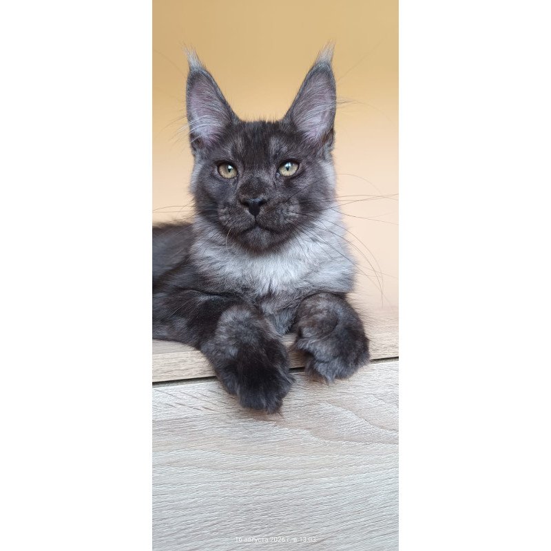Maine Coon NOV Dixon