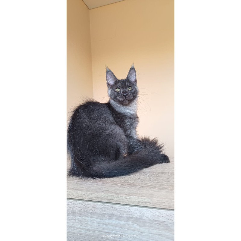 Maine Coon NOV Dixon